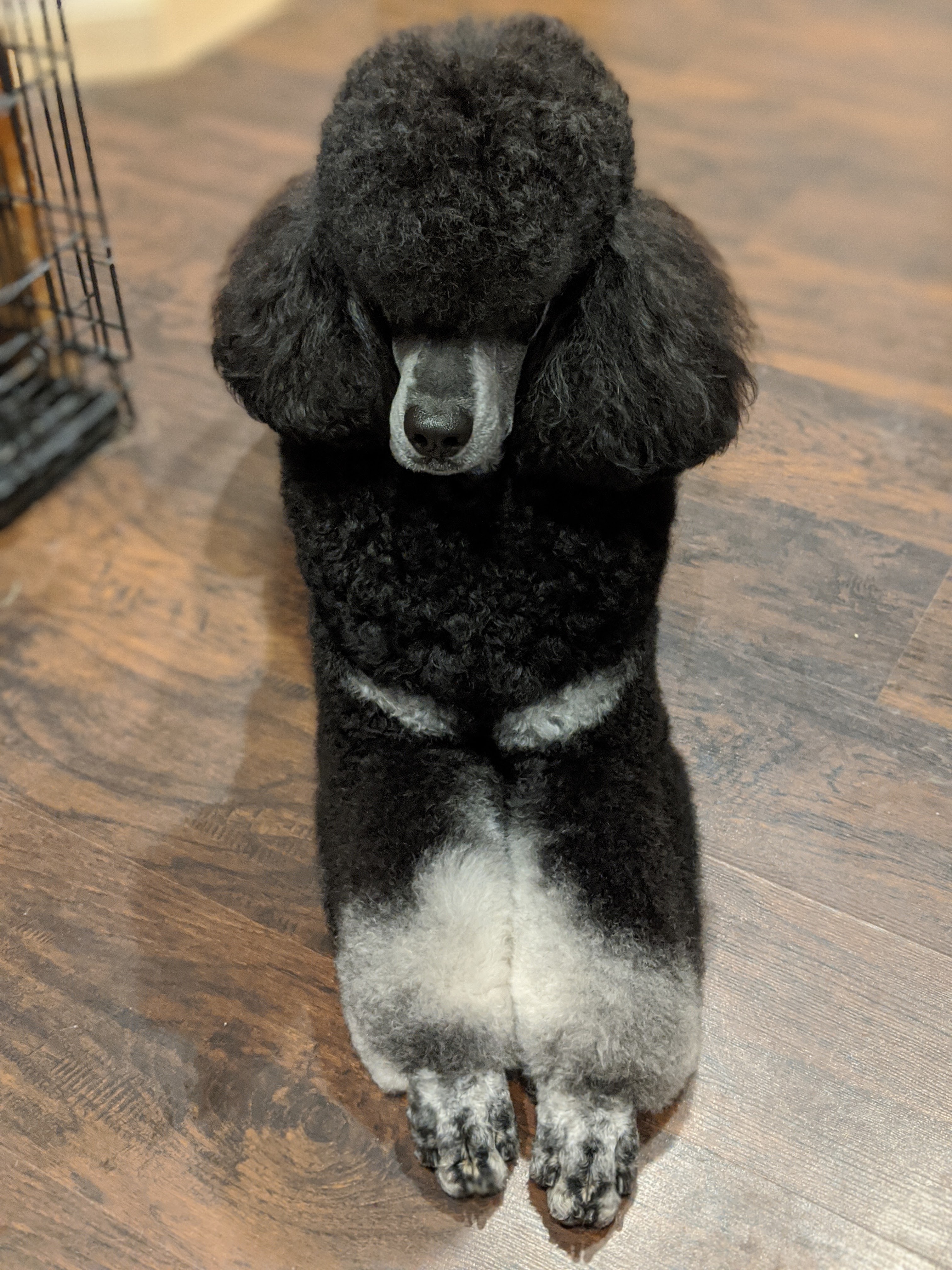タグ付き美品　ポワpois プードルワンピース　square poodle ポワ 【Pois】スクエアプードルワンピース pois ポワsquare poodle