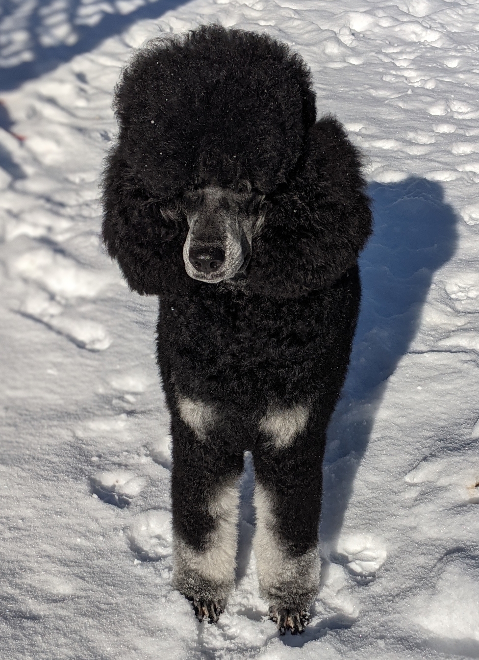 Pois（ポワ）】square poodle onepiece pois ポワ square poodle  