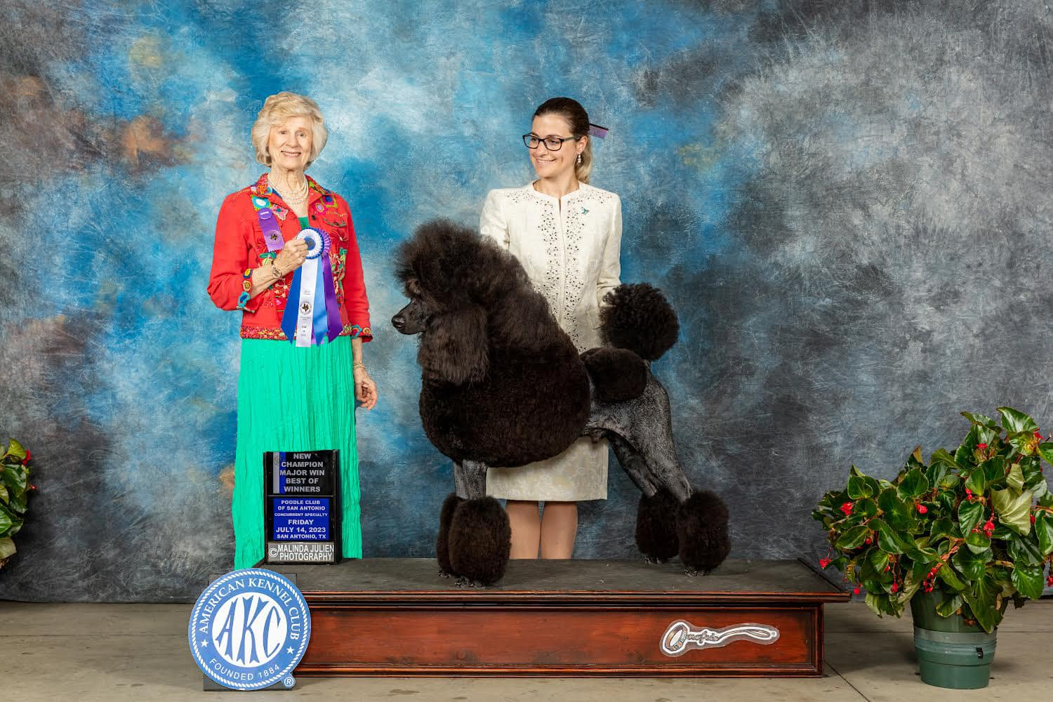 Kvali Poodles in other Programs – Kvali Standard Poodles