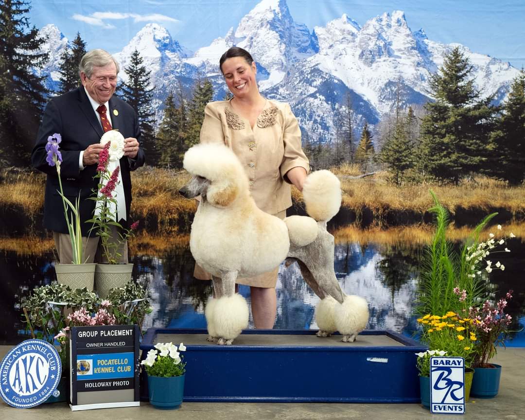 Kvali Standard Poodles