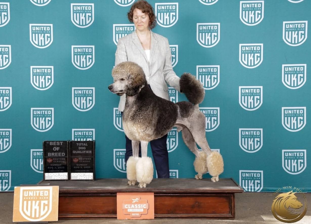 POODLE VARIETY  6冊セット poodle-zenith-