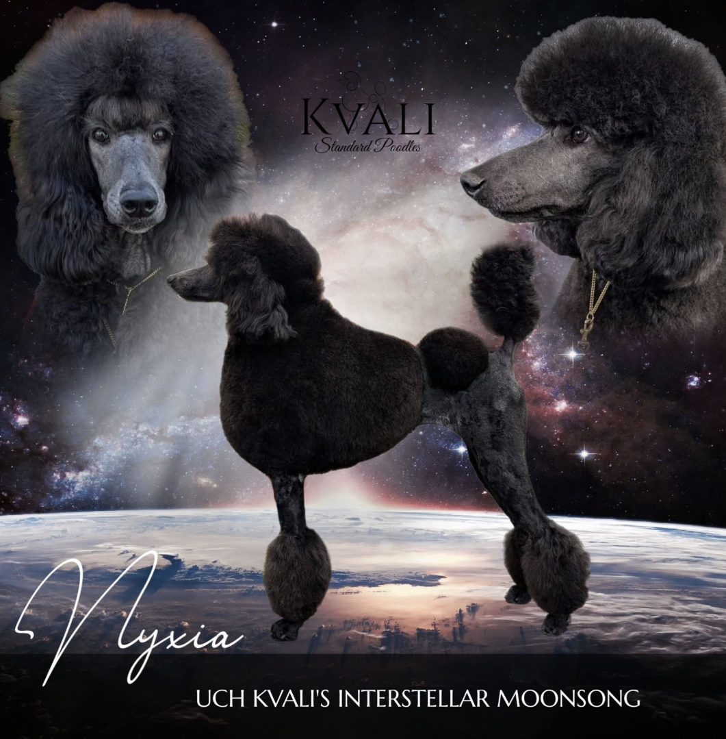 Our Girls – Kvali Standard Poodles